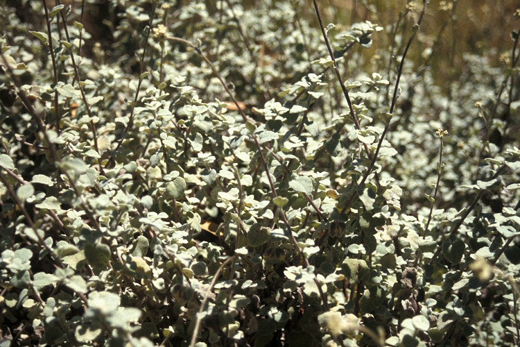 helichrysum petiolare2