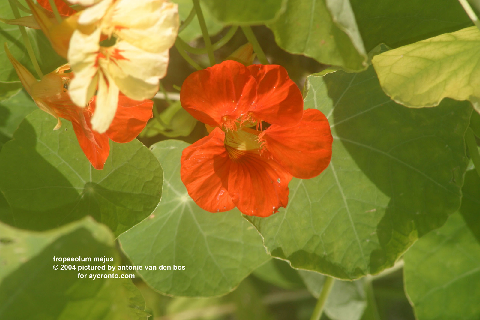 tropaeolum majus