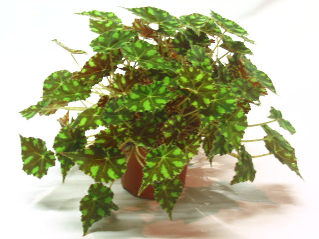 begonia boweri Tiger