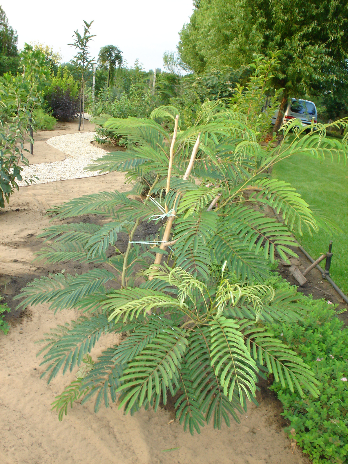 Albizia julibrisin