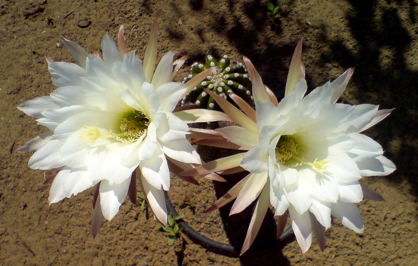 Cereus