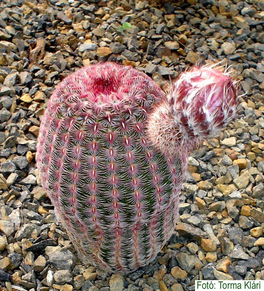 Echinocereus rigidissimus var. rubrispinum