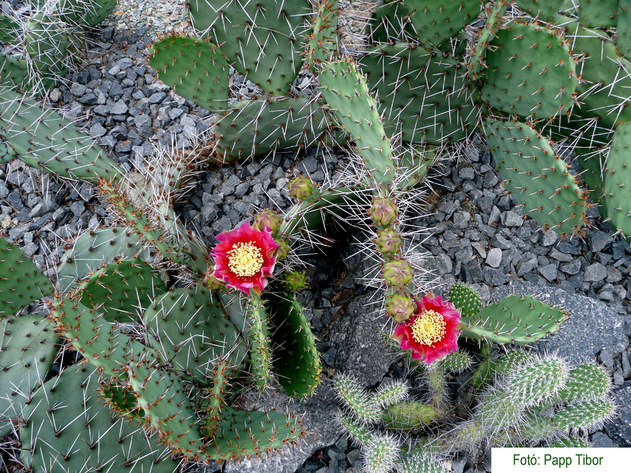 Opuntia engelmanni var.lindheimeri (Zapata, Texas) kicsi