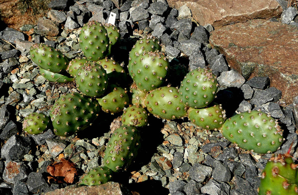 Opuntia var. denudata