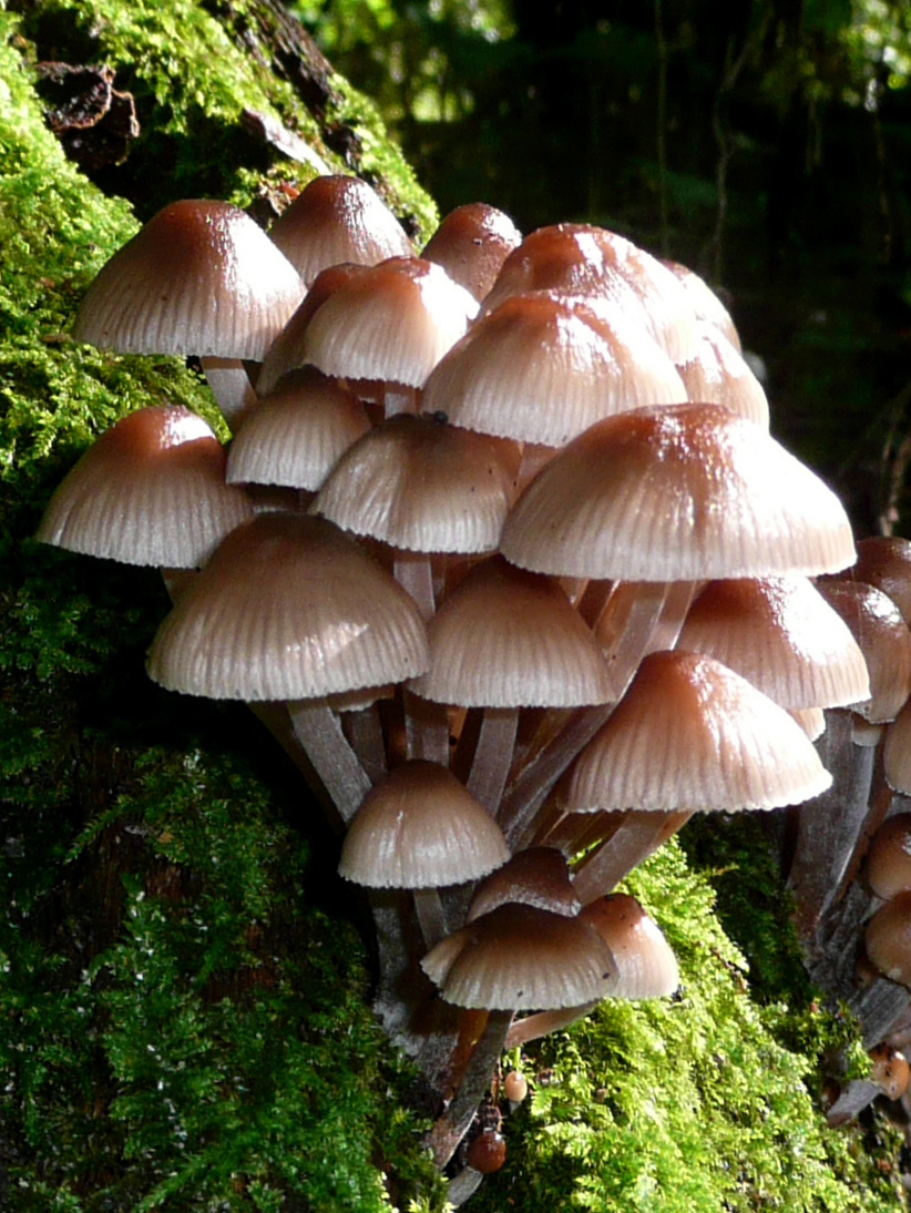 Mycena inclinata 1