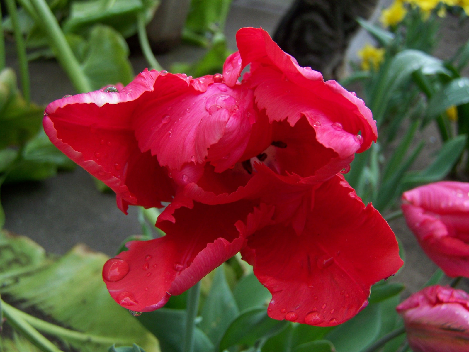 Cakkosszélű tulipán eső után