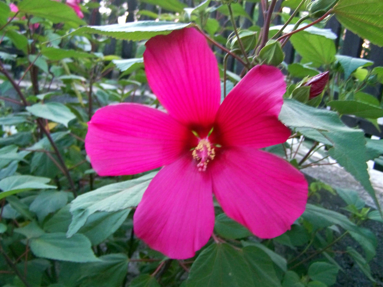 Mocsári Hibiszkusz