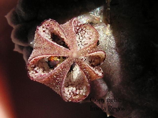 pectinaria articulata ssp. asperifolia