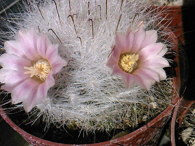 Mammillaria glassii