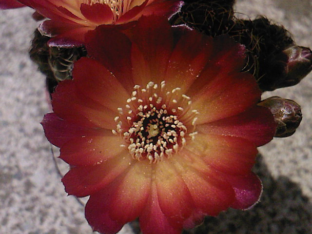 Sulcorebutia canigueralli