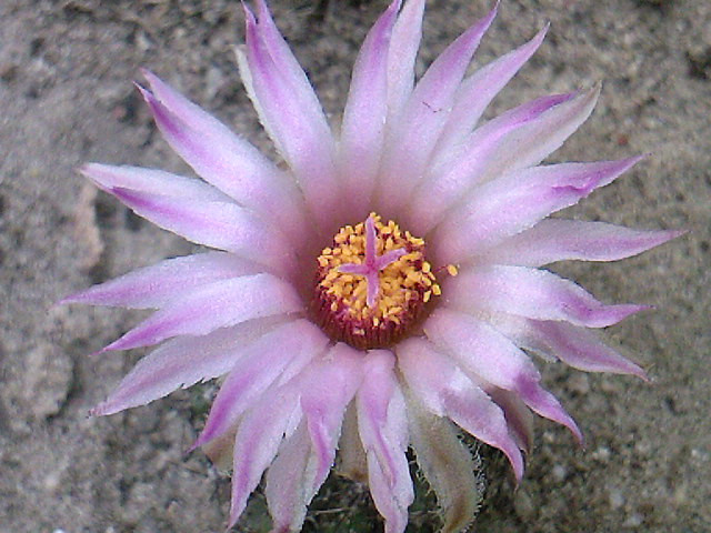 Escobaria vivipara