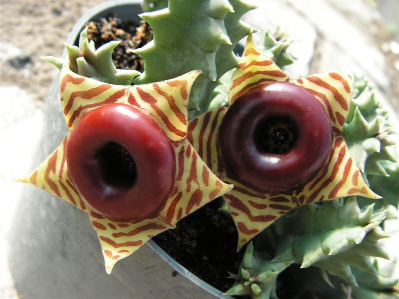 Huernia zebrina