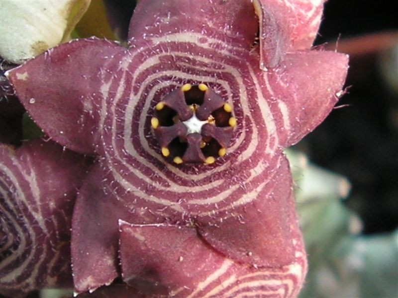 Caralluma europaea