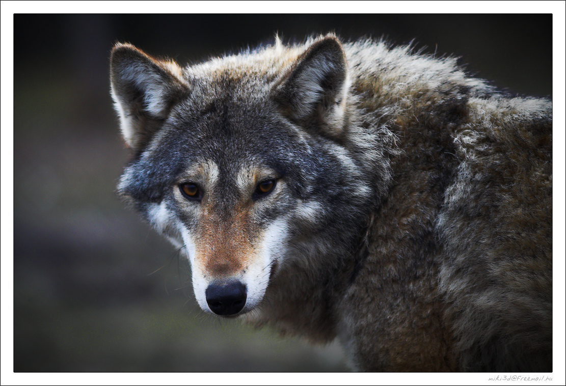 Wolf 01