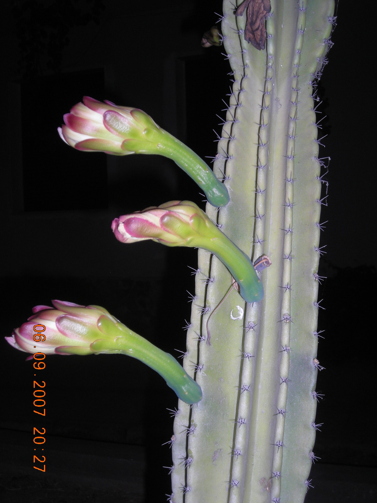 kaktusz virág