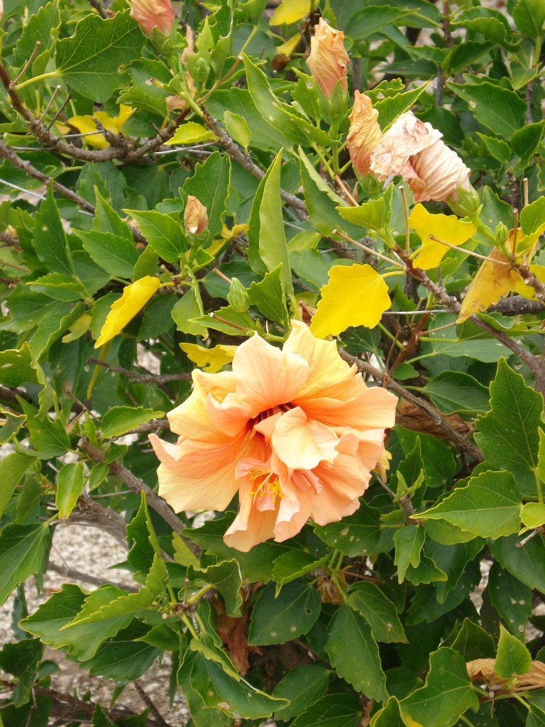 hibiscus