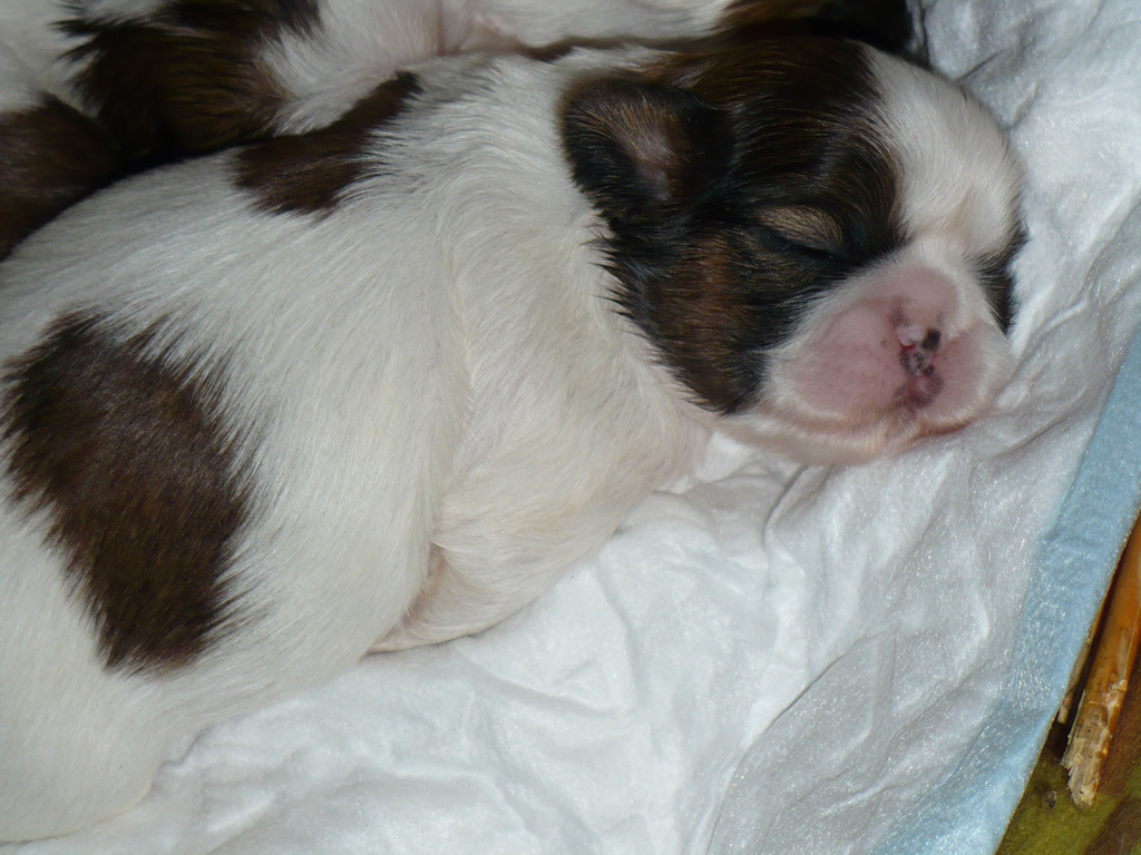 ShihTzu baby011051