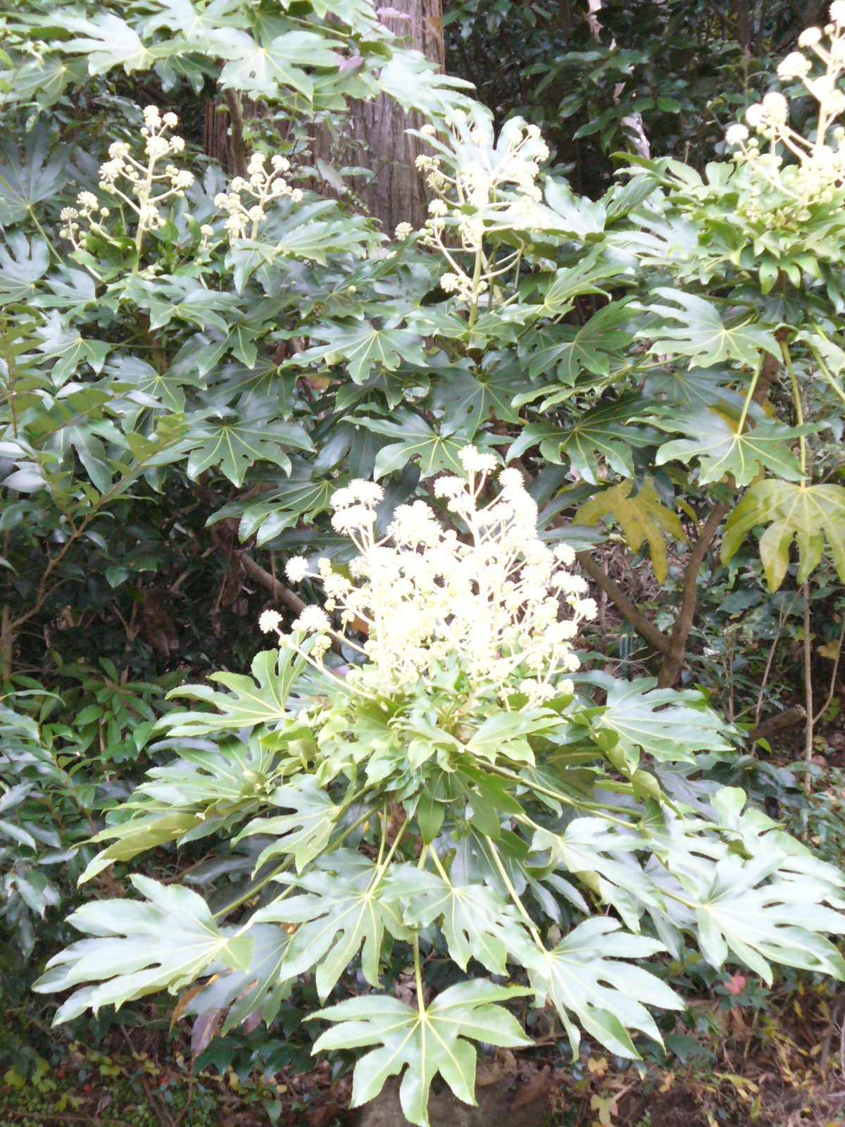 Virág,Japán arália (Fatsia japonica)